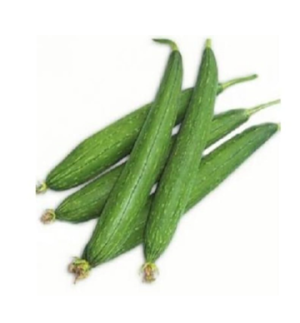 Sponge Gourd (ગલકા)