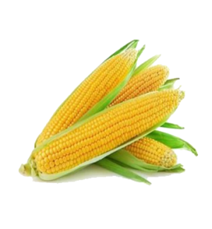 American Makai (મકાઈ અમેરિકન)